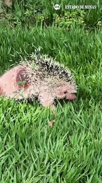 Cachorro é atacado por ouriço-cacheiro em Minas Gerais