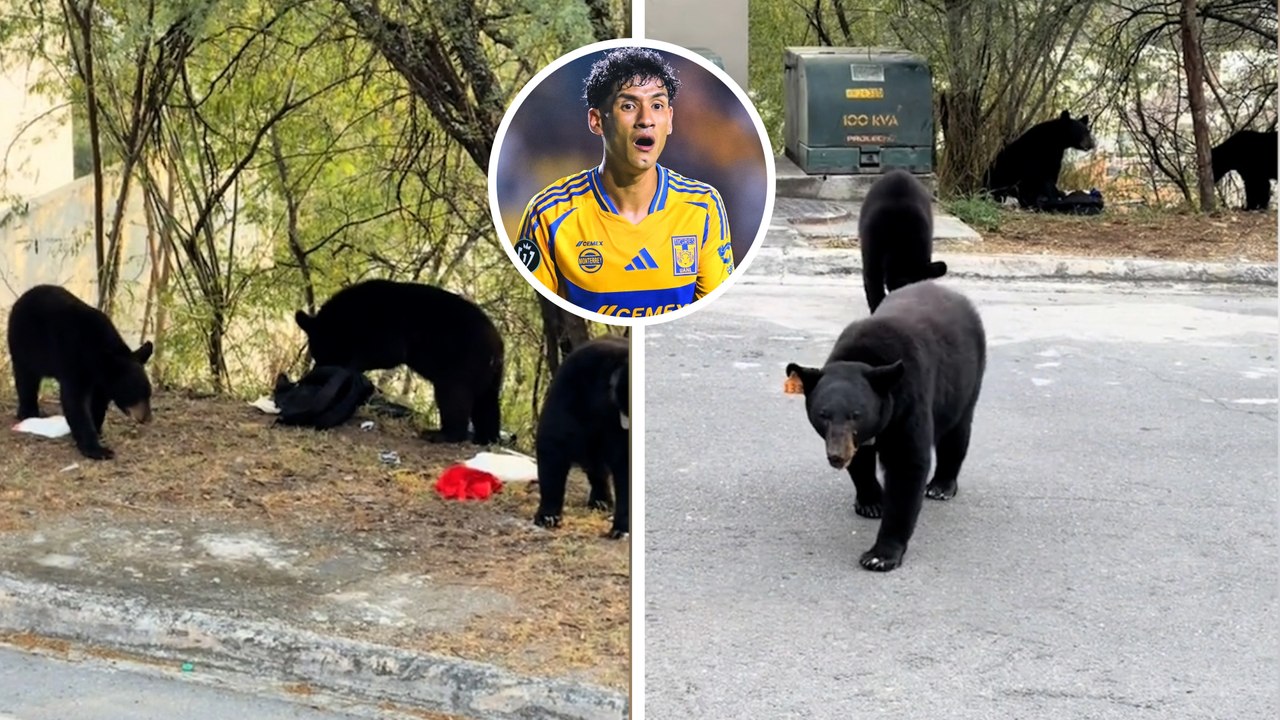 Casa de Uriel Antuna es invadida por una familia de osos; así lo captó la esposa del jugador de Tigres