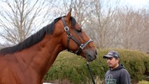 $3.2 Million Yearling-Turned- Sire Barnes New to Hill ‘n’ Dale