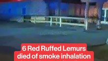 6 Red Ruffed Lemurs died in a devastating fire at a Florida zoo.