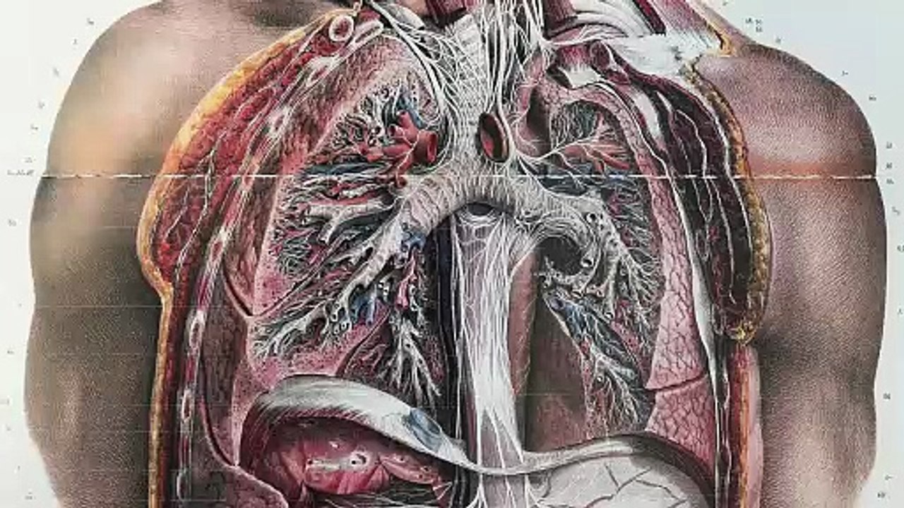 IN POWERHOUSE o corpo sendo o lugar onde a alma “assenta” the body being the place where the soul resides