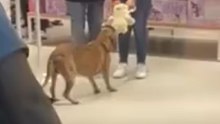 Des inconnus réalisent un geste précieux pour un chien errant dans le centre commercial