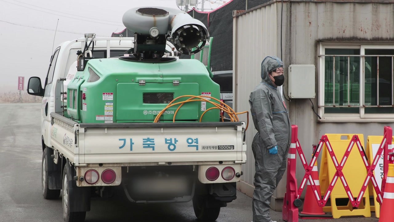 충남 당진 산란계 농가 고병원성 AI 발생...매몰 처분 / YTN