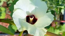 #Okra flower