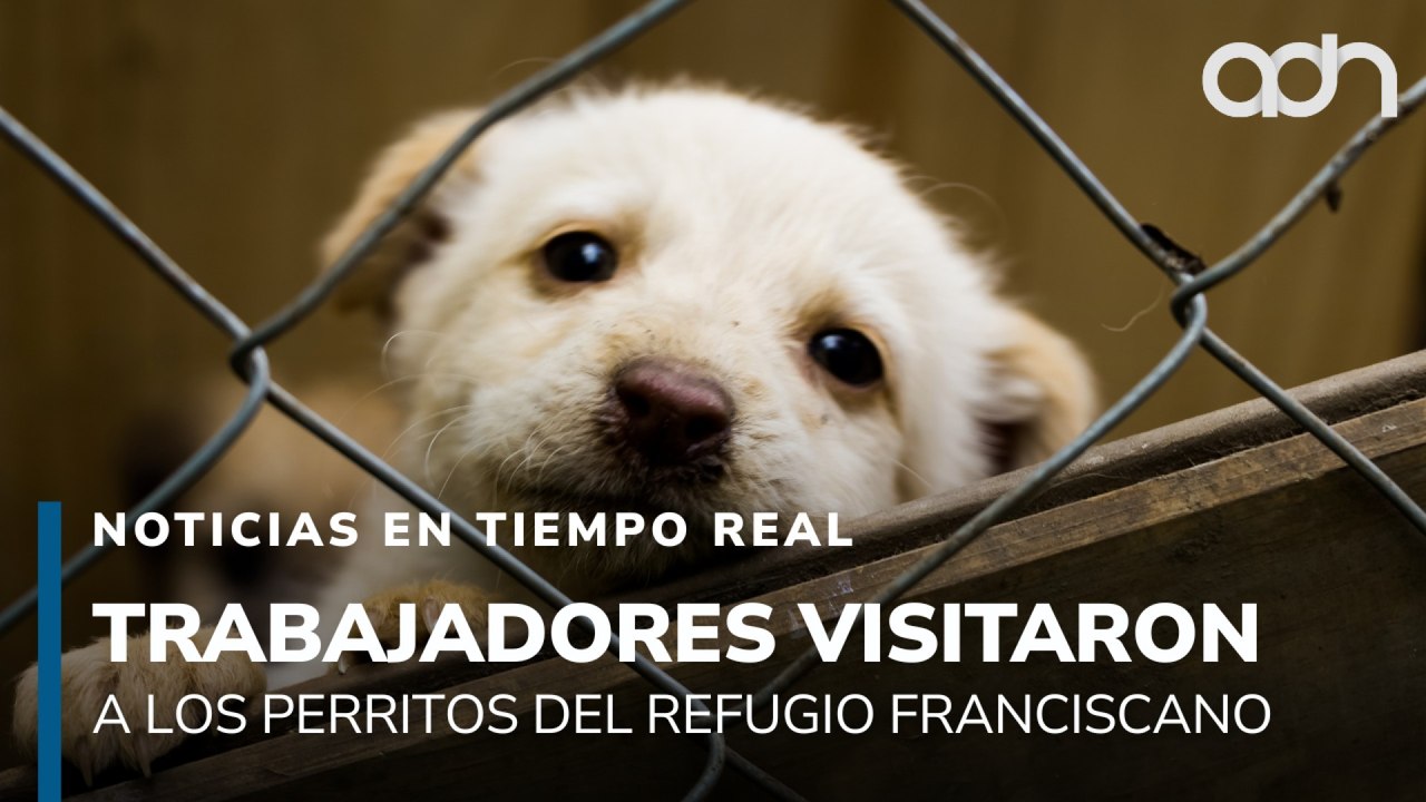 Trabajadores del refugio Franciscano pudieron ver a los 304 perritos albergados en el Ajusco