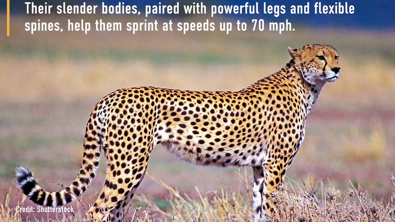 Why Are Cheetahs So Fast?