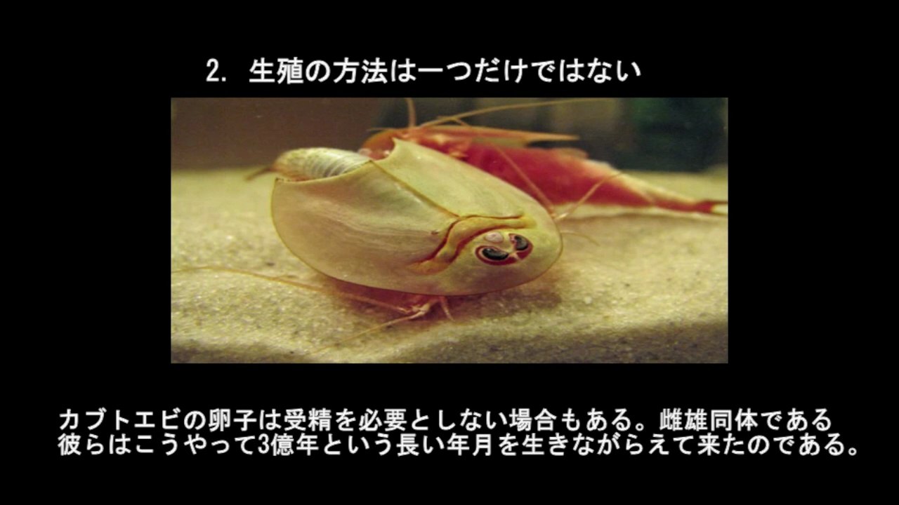 【豆知識】カブトエビに関する10個の豆知識　【Trivia News】10 Fun Facts About Horseshoe Crabs