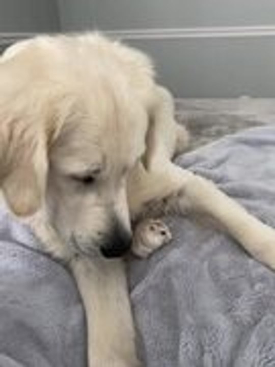 Golden Retriever Meets Tiny Friend