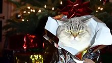 #cat #funny #animal #viral #usa # dailymotionshorts