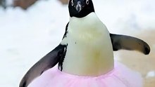#Penguin #dancing #viral # USA #dailymotion shorts