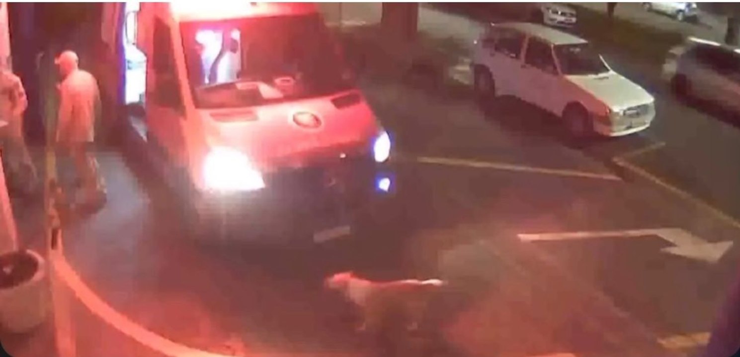 Cão acompanha tutor ferido na ambulância e espera alta em UPA no Paraná