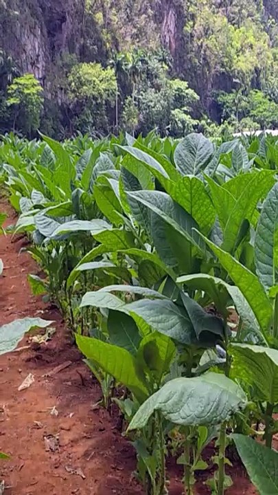 Les secrets du Tabac Cubain à Viñales 🇨🇺 | El proceso del Tabaco