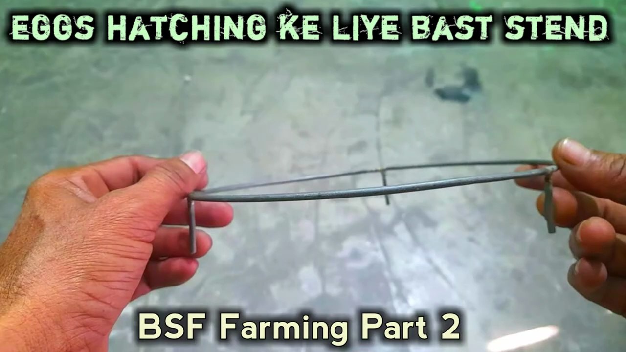 eggs hatching ke liye bast stend | bsf larvae eggs | bsf larvae farming in india