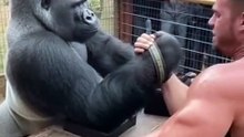 Gorilla vs Bodybuilder  Real Arm Wrestling Match  Nature vs Human Power