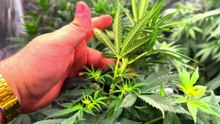 Growlog 1x11 | WCIORNASTEK I POŁAMANE KRZAKI