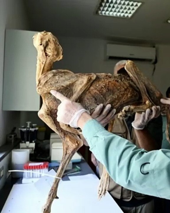 🚨🧬🐆 Des guépards momifiés vieux de 2 000 ans ont été retrouvés dans des grottes en Arabie saoudite. Une preuve inédite que le félin vivait là bien plus récemment qu’on ne le pensait. 🌍