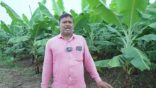 Success Story of Banana Farming in Malshiras | Profitable Agriculture Journey Maharashtra