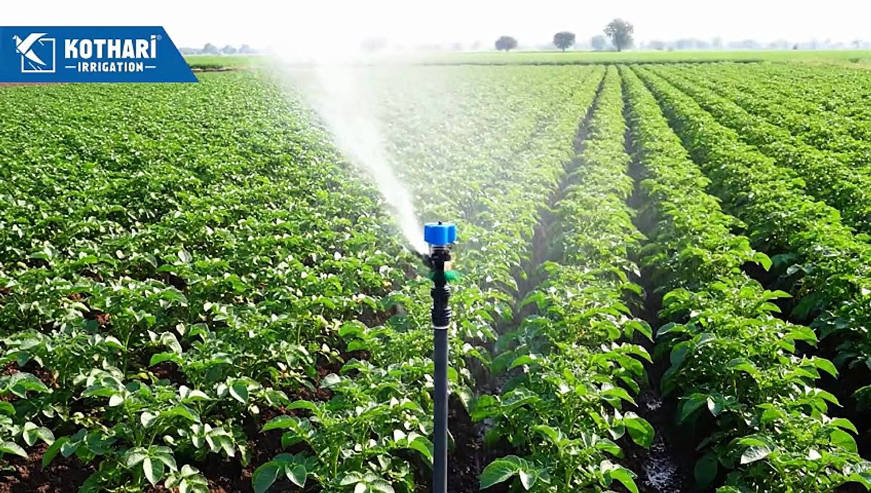 Potato Irrigation Management | Best Watering Schedule for High Yield