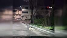 Kümes bulamayan tilki mahallenin kedisini kaptı kaçtı