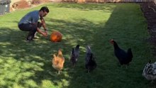 Chickens carve a pumpkin like they have been practicing for years at home