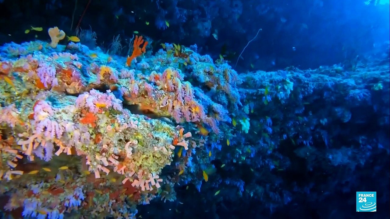 Entra en vigor el tratado de alta mar de la ONU: busca proteger el 30% de los océanos para 2030