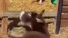 #Funny #donkey #usa #viral # dailymotion shorts