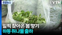 일찍 찾아온 봄 향기...하동 취나물 출하 / YTN