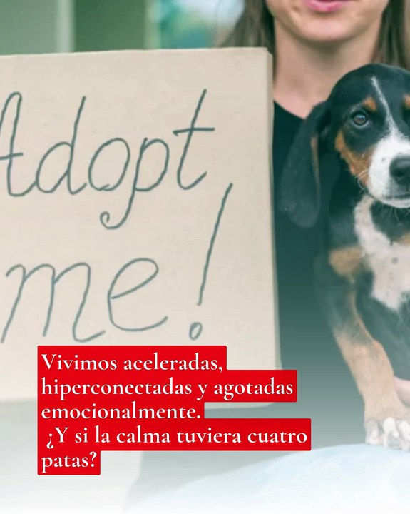 🐾 El amor que sana: Cómo adoptar una mascota transforma tu vida y tu salud mental