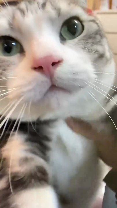 #cat # beautiful cat #usa #viral #dailymotion shorts