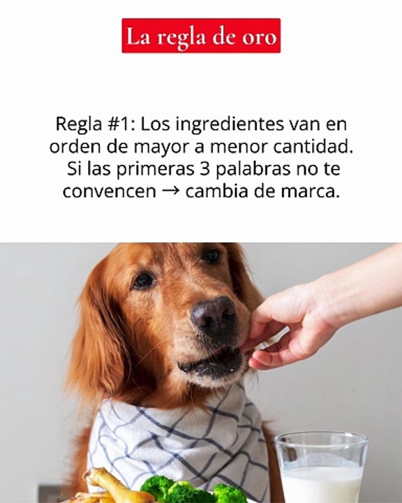 🐾 ¿Qué le das de comer a tu mejor amigo? Guía para elegir el mejor alimento para tu mascota