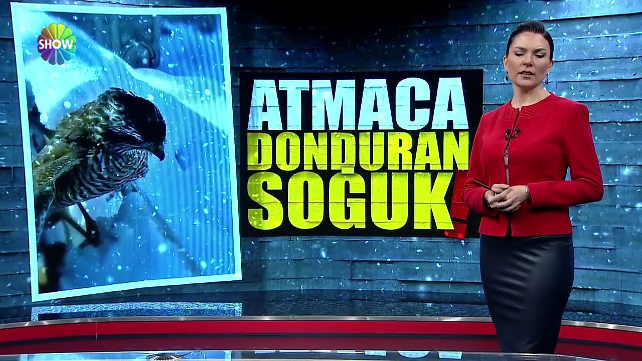 Tilkiden sonra atmaca dondu!