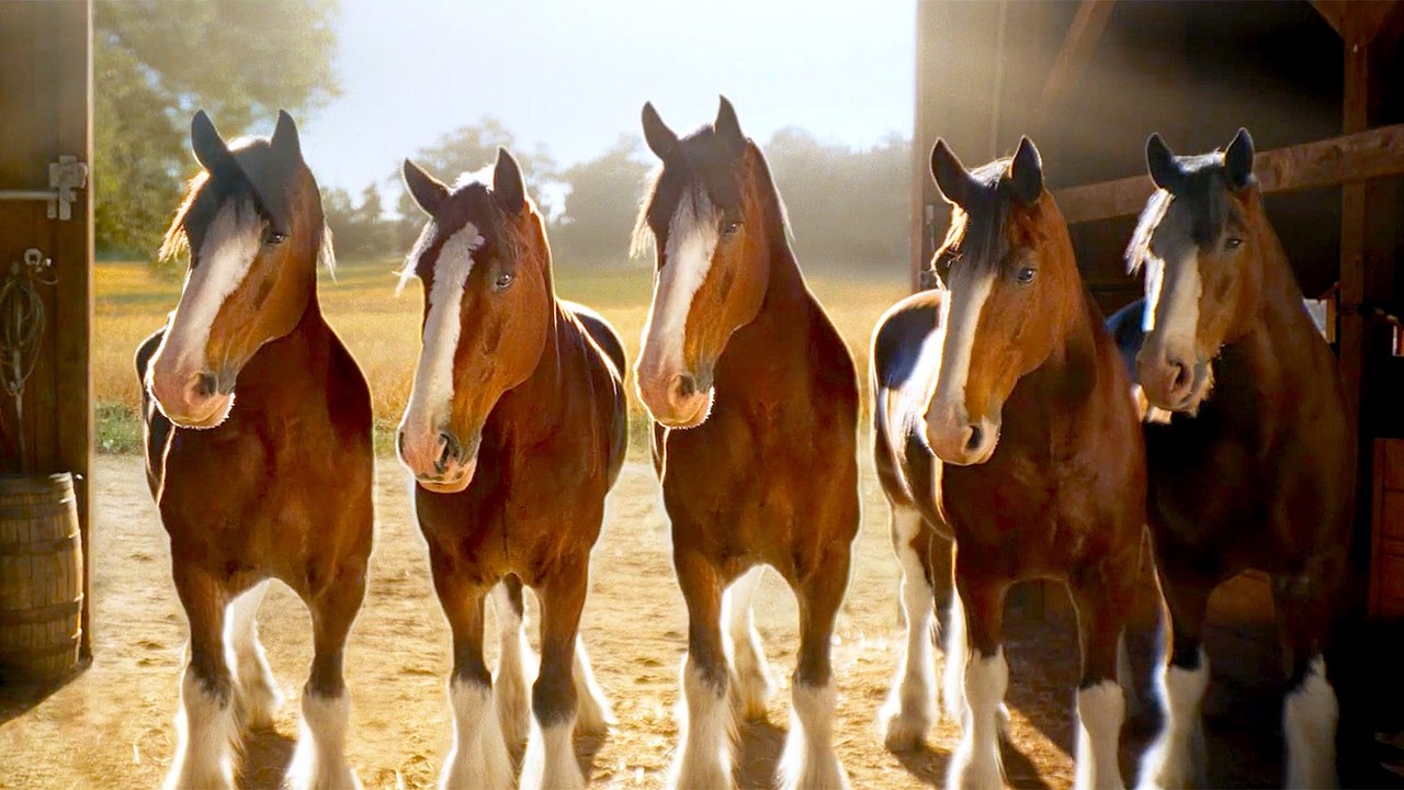 Budweiser’s Clydesdales Return in Super Bowl LX Teaser “Stable” - video ...