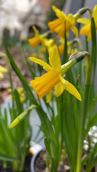 Planting Bulbs In Winter #shorts