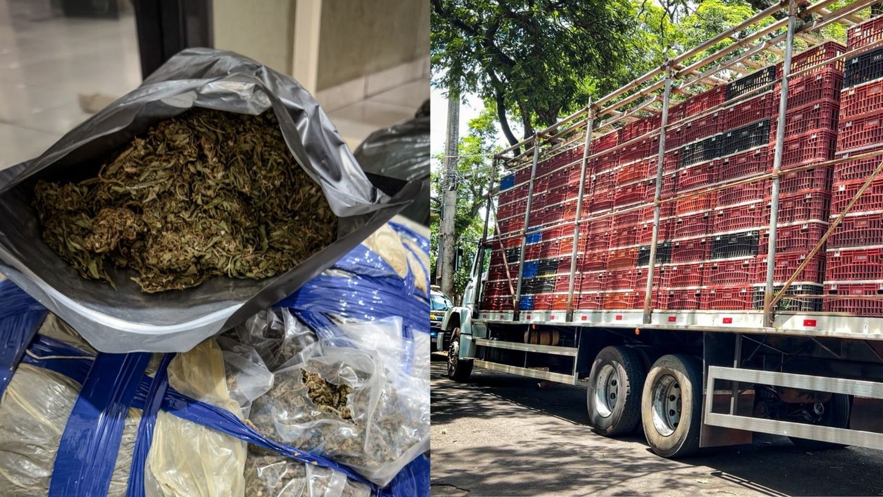 PRF apreende 1,9 tonelada de drogas em carga de frangos no Paraná; veja o vídeo