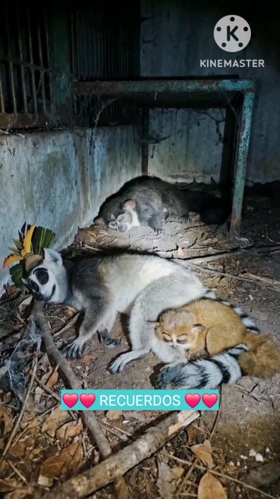 Madagascar en el abandono #Madagascar
