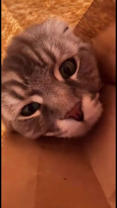 #Funny cat #usa #animal #viral #dailymotion shorts