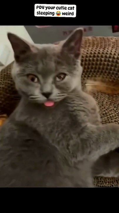 #cat #funny #viral #animal #homemade #home #dailymotion shorts#2026