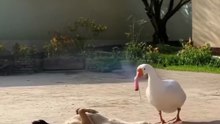 Dog And Duck funny moments 🤣#funny #comedy #dailymotion #popular