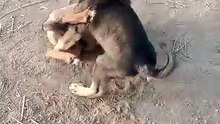 World dangerous dogs in future
