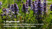 10 Of The Best Ground Cover Plants To Prevent Weeds