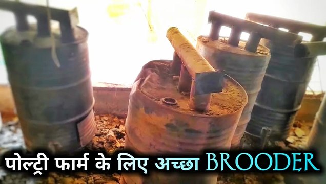 Poultry form brooder | poultry farm brooding | chicks brooding