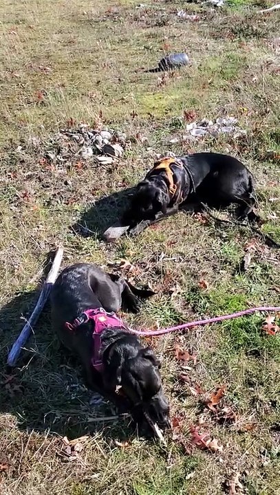 Puppies fun in the sun