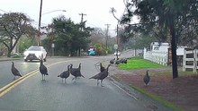 turkeys out for a walk