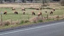 Nice. heard of elk at the elk reserve, just east of reedsport
