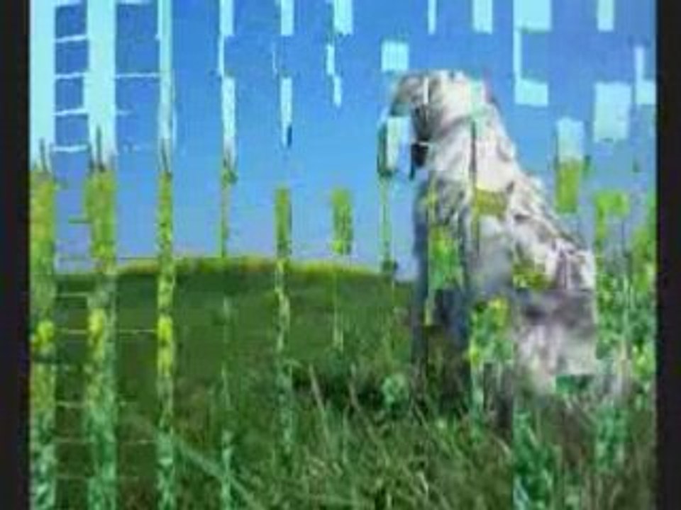 Roxanne ballade dans le champs !!!