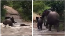Un istinto più forte della corrente: mamma elefante salva il suo piccolo nel fiume in piena del Parco Nazionale Kruger