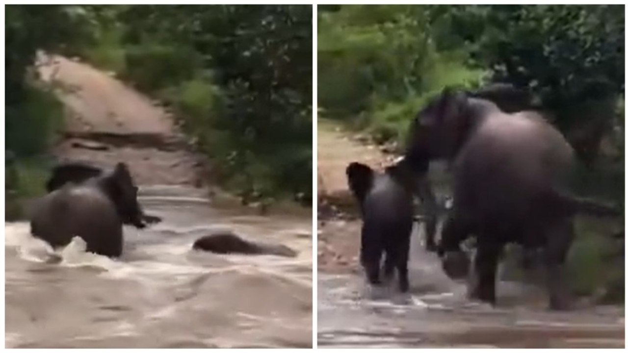 Un istinto più forte della corrente: mamma elefante salva il suo piccolo nel fiume in piena del Parco Nazionale Kruger