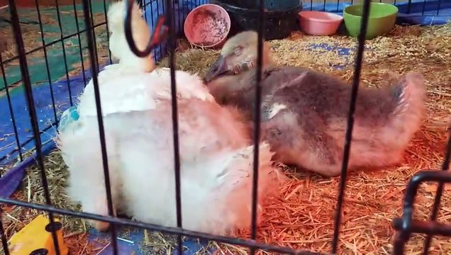 Five more minutes. | #SparklegleamFarm #Lemongrab #Tooey #homestead #geese #farmanimals #UNACCEPTABLE #cute
