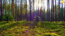 Meditative Music For Quiet Contemplation