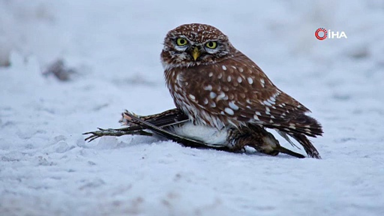 Vahşi doğada hayatta kalma savaşı! Kukumavın gündüz avı objektiflerde: İşte belgesel gibi kareler